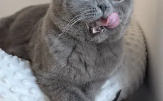 Pomozte Mapleovi bojovat nejen s FIP