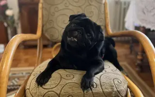 Záchrana nožičky pro Franka