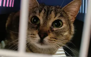 Pomoc s úhradou veterinárních nákladů 🙏