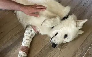 Pomozte Ullymu zase skákat přes kaluže! 🐾