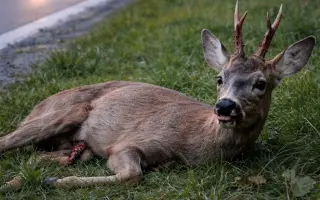 Mláďata na jaře, ostatní zvířata celoročně - ti všichni nás potřebují!