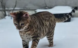 Boj o život rodinného kocourka