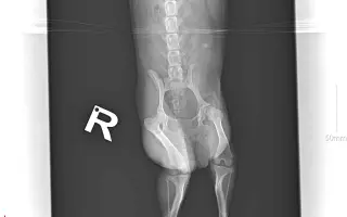 🩺 Operace pro Roxinku – šance na život bez bolesti