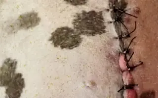 Zachraňme společně nemocného Badýska