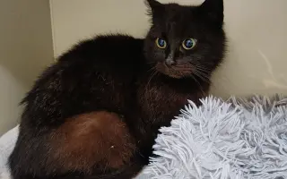 Pomoc s úhradou veterinárních nákladů 🙏