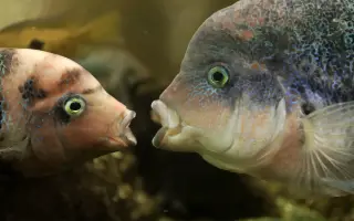 Vytvořme rybkám lepší domov!