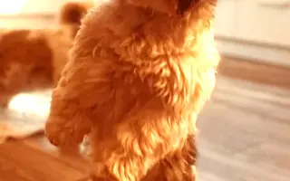 Aby mohly zachraňovat dál - sbírka na auto pro spolek Shih-tzu v nouzi