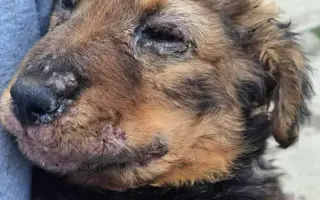 Pomozte nám zachraňovat zvířecí životy  - Zachraňujme se spolkem, z. s.