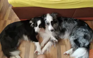 Pomozte Lucy prodloužit život