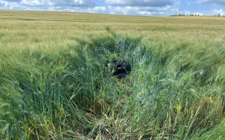 Pomozte Oldovi zachránit další srnčata