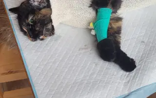 Šance na život pro Ouška a další kočičky z našeho depozita