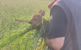 Zachraňme srnčata a zraněná zvířata na Strakonicku – potřebujeme dron