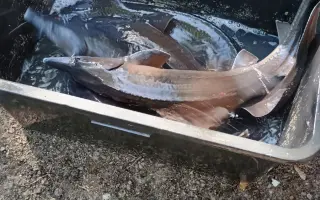 Obnova života rybníka po otravě ryb
