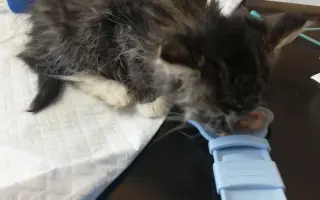 ZACHRAŇME KOŤÁTKA PŘED ZIMOU!