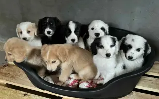 Vaše pomoc může změnit osud němých tváří