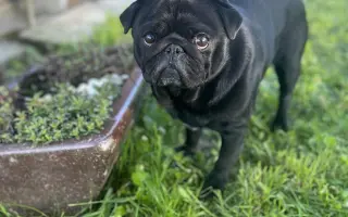 Záchrana nožičky pro Franka