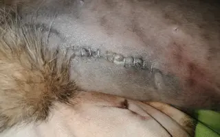 Pomozte Macince – operace a kastrace koťátka