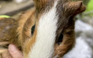 Pomozte❤️ Srdce pro zvířata - naděje pro opuštěné