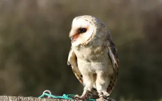 Návrat sovy pálené do české krajiny IV.