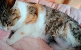 KOČIČKY V NOUZI - POMOZTE NÁM ZACHRÁNIT JEJICH ŽIVOTY