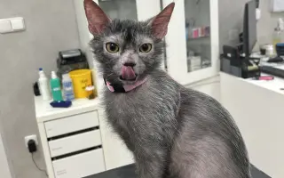 Léčba pro Norberta