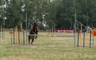 Pomozte mi zachránit Dorinku, moji nejlepší kamarádku