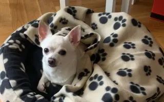 Pomozte uhradit operaci pro Tifi