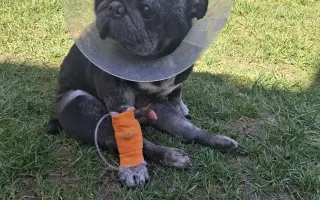 Pomozte nemocnému Maxovi a 14 drobečkům z velkomnožírny!