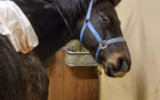 Operace pro Nitise - šance k jeho plnému uzdravení