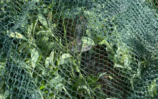 Zachraňme mláďata na Brněnsku - dron, který může znamenat život