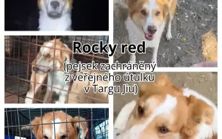 Vánoční sbírka: 100 plných misek pro rumunské pejsky