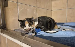 Vánoční sbírka pro opuštěná a týraná zvířata