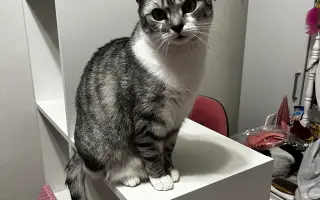 Daisy bojuje o život. Pomozme jí znovu dýchat