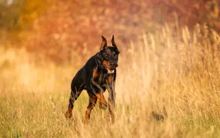 Pomozte Nubimu opět běhat