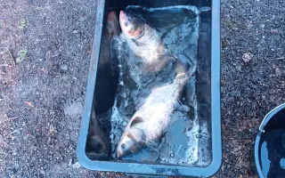 Obnova života rybníka po otravě ryb
