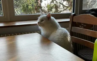 Ortopedické operace pro Quina a Rozvoda