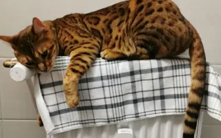 Zbavme Auri bolesti a pomozme jí znovu běhat a šplhat