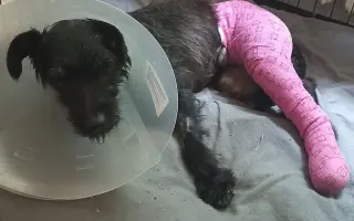 Pomoc pro Lokiho po autonehodě