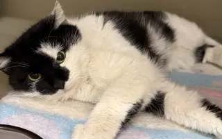 Pomoc s úhradou veterinárních nákladů 🙏