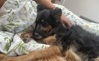 Pomozte mi dát Arye šanci, aby její život mohl pokračovat