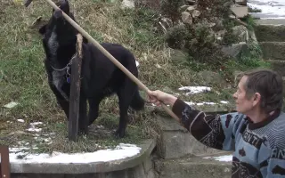 Pejsek Nero prosí o pomoc: Ještě není můj čas 🙏