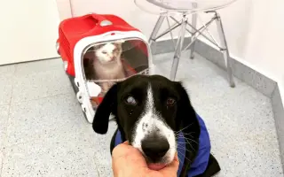 Srdce pro útulek Tibet – Společně zachraňujeme zvířecí životy