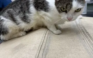 Pomoc s úhradou veterinárních nákladů 🙏