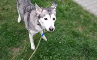 Pomohli jste zachránit Miu a uhradit operaci nádoru