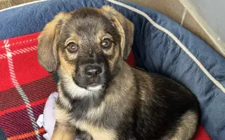 Pipety, obojky, postřiky a další antaparazitika pro psy