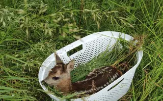 Zvířata na šumpersku potřebují Vaši pomoc