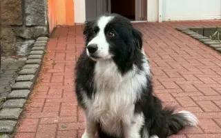 Operace druhého kolene pro Meggie