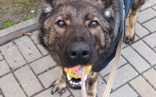 Pomoc Furině v boji s lupusem (SLE)