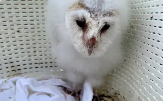 Návrat sovy pálené do české krajiny IV.