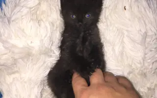 Kočky vrní, faktury křičí. Pomozte MonPet z.s. dál zachraňovat kočičí životy.